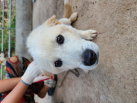 전북 고창 흥덕면에서 강아지 발견 보호