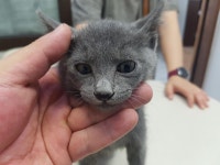전북 전주 효자초등학교 담벼락에서 러시안 블루 발견 보호