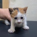 경기 부천 중2동 우체국 주차장에서 새끼 고양이 발견 보호..어미 사망