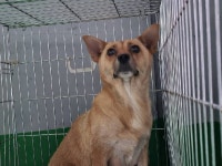 경기 시흥시농업기술센터에서 강아지 발견 보호