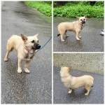 충남 당진시 석문면에서 강아지 발견 보호