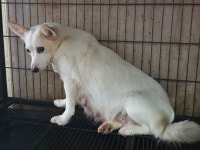 경북 경주 안강119에서 강아지 발견 보호