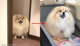 놀러 가는 줄 알았는댕..미용실 도착하자 극대노한 강아지
