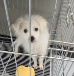 경남 통영 여황로 충렬고등학교에서 흰색 강아지 발견 보호