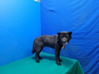 경북 경산 갑제동에서 강아지 발견 보호..풋살장 그물망에 걸린