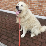 경북 경주 내남면 내남초 인근에서 그레이트 피레니즈 발견 보호