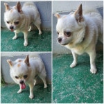 경기 남양주 진건읍에서 강아지 발견 보호