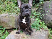 경기 광주시 오포읍 신현리에서 프렌치 불독 발견 보호