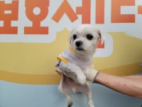 경북 포항시 흥해읍 한동로 33번길에서 말티즈 발견 보호