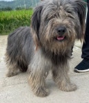 전남 광양 진월에서 강아지 발견 보호