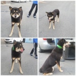 충남 천안 봉서산에서 진돗개 발견 보호