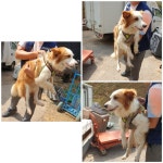 경기 화성 정남면에서 보더 콜리 발견 보호