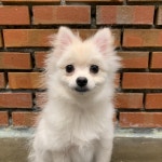 서울 강동구 둔촌푸르지오에서 포메라니안 발견 보호