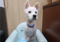 경남 창원 현대블루핸즈 용원웅동점에서 흰색 강아지 발견 보호