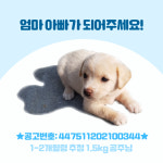 경북 상주 함창농공단지에서 강아지 발견 보호