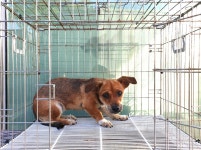 경기 여주 가남읍에서 강아지 발견 보호