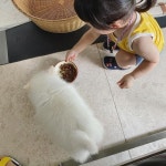 한채아, 주인도 강아지도 깁스..우리 왜이래