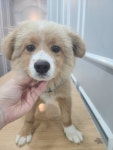 충북 옥천 동이면에서 강아지 발견 보호