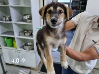 경기 고양 지영동에서 강아지 발견 보호