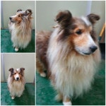 경기 남양주 진접읍에서 콜리 발견 보호