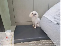 대전 대덕 중리동에서 말티즈 발견 보호
