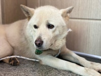 광주 광산구 수완동에서 강아지 발견 보호