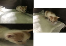 부산 연제 세병로에서 고양이 발견 보호