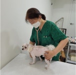 취약계층 반려동물 필수의료 지원..서울시 우리동네 동물병원 시작