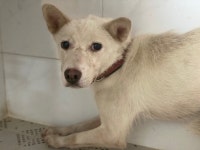 광주 서구 염주119에서 강아지 발견 보호