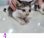 충북 옥천 옥천읍에서  코숏 발견 보호