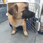 강원 양구 해안면에서 강아지 발견 보호