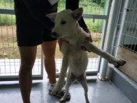 전남 보성 벌교읍에서 강아지 발견 보호