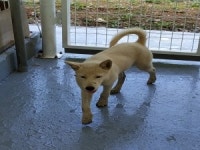 전남 보성 벌교읍에서 강아지 발견 보호