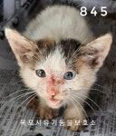목포 청연한방병원 부근서 삼색 고양이 발견 보호..주차차량 바퀴에 끼임