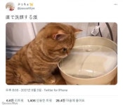 물 마시라고 자동 급수기 사줬더니..볼 대고 누워 세수(?)한 고양이
