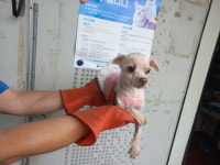 경남 진주시 솔밭로 92번길에서 말티즈 발견 보호