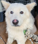 대구 북구 매천로에서 강아지 발견 보호