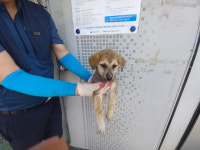 경남 진주시 이현동 촉석초등학교에서 강아지 발견 보호