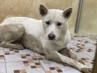 광주 북구 용봉동에서 강아지 발견 보호