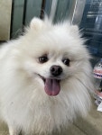 대구 중구 달성관원로에서 포메라니안 발견 보호