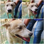 경기 남양주 화도읍에서 진돗개 발견 보호