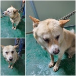 경기 남양주 진접읍에서 강아지 발견 보호