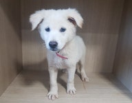 경기 광주시 오포읍 능평리에서 강아지 발견 보호