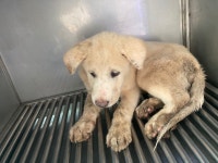 광주 북구 용봉동에서 흰색 강아지 발견 보호