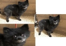 부산 연제 연제로에서  포메라니안 발견 보호