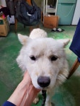 충남 아산 배방읍솔치로에서 강아지 발견 보호