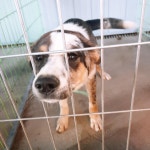 전남 나주시 남평읍 광이리에서 강아지 발견 보호