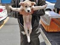 경남 창원 구암동에서 강아지 발견 보호