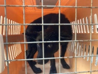 전남 순천 낙안소방서2에서 강아지 발견 보호