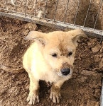 전남 곡성 옥과면에서 강아지 발견 보호